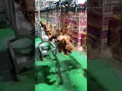Maszyna do rzeźni drobiu o dużej pojemności Halal Chicken Slaughterhouse 1000BPH
