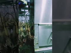 Maszyna do rzeźni drobiu o dużej pojemności Halal Chicken Slaughterhouse 1000BPH