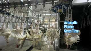 automatyczny skubacz