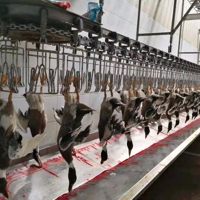 Maszyna do uboju kurczaków gęsi, indyków i kaczek Maszyna do przetwarzania drobiu 1000BPH