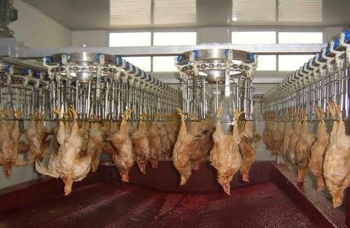 Konfigurowalna i trwała linia do przetwarzania drobiu ze stali nierdzewnej Materiał: Stal nierdzewna 304