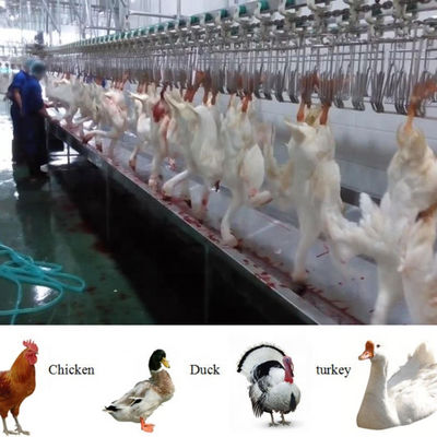 Halal Complete pełnofunkcyjna linia maszynowa do uboju kurczaków drobiowych