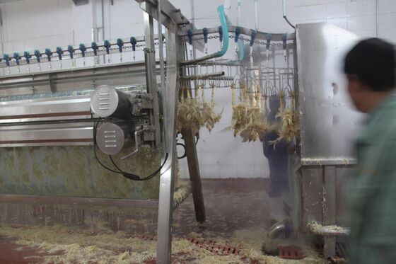 Maszyna do rozbijania kurczaków Małe dróbstwo Abatoir dróbstwo ((pollos) Przetwarzanie mięsa Sprzęt do przetwarzania kurczaków