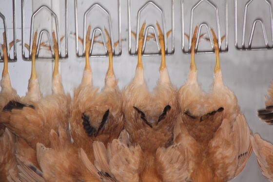 Wysokiej wydajności Halal Chicken Slaughter Equipment Turnkey Powierzchnia przetwarzania drobiu dla 1000 ptaków na godzinę